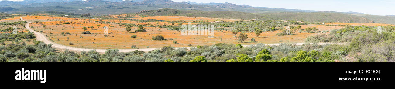 Panorama of Skilpad in the Namaqua National Park with large fields of indigenous orange Stock Photo