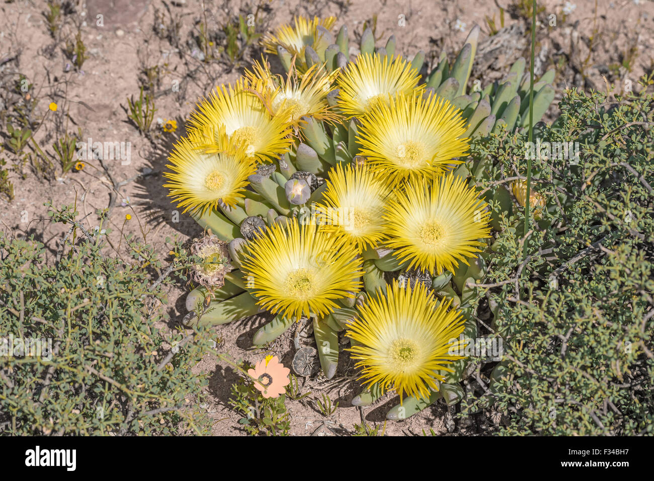 Flowers of cheiridopsis imitans, a succulent plant of the Namaqualand region of South Africa Stock Photo