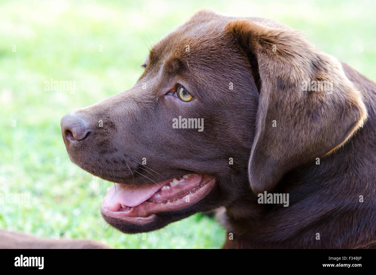 A young chocolate Labrador Retriever looking happy Stock Photo - Alamy