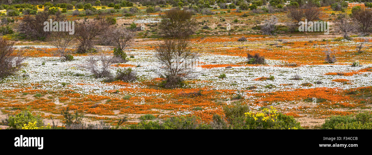 A river of orange and white wild flowers at Wallekraal between Garies and Hondeklipbaai in the Northern Cape Namaqualand of Sout Stock Photo