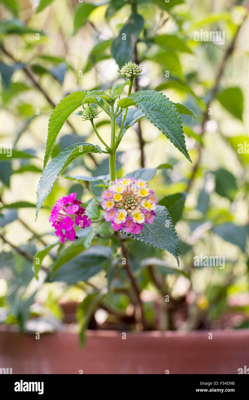 Lantana camara flowers in a plant pot Stock Photo Alamy