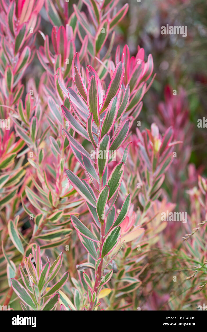 Leucadendron 'safari sunset' burgundy red foliage in autumn. Cone Bush Stock Photo