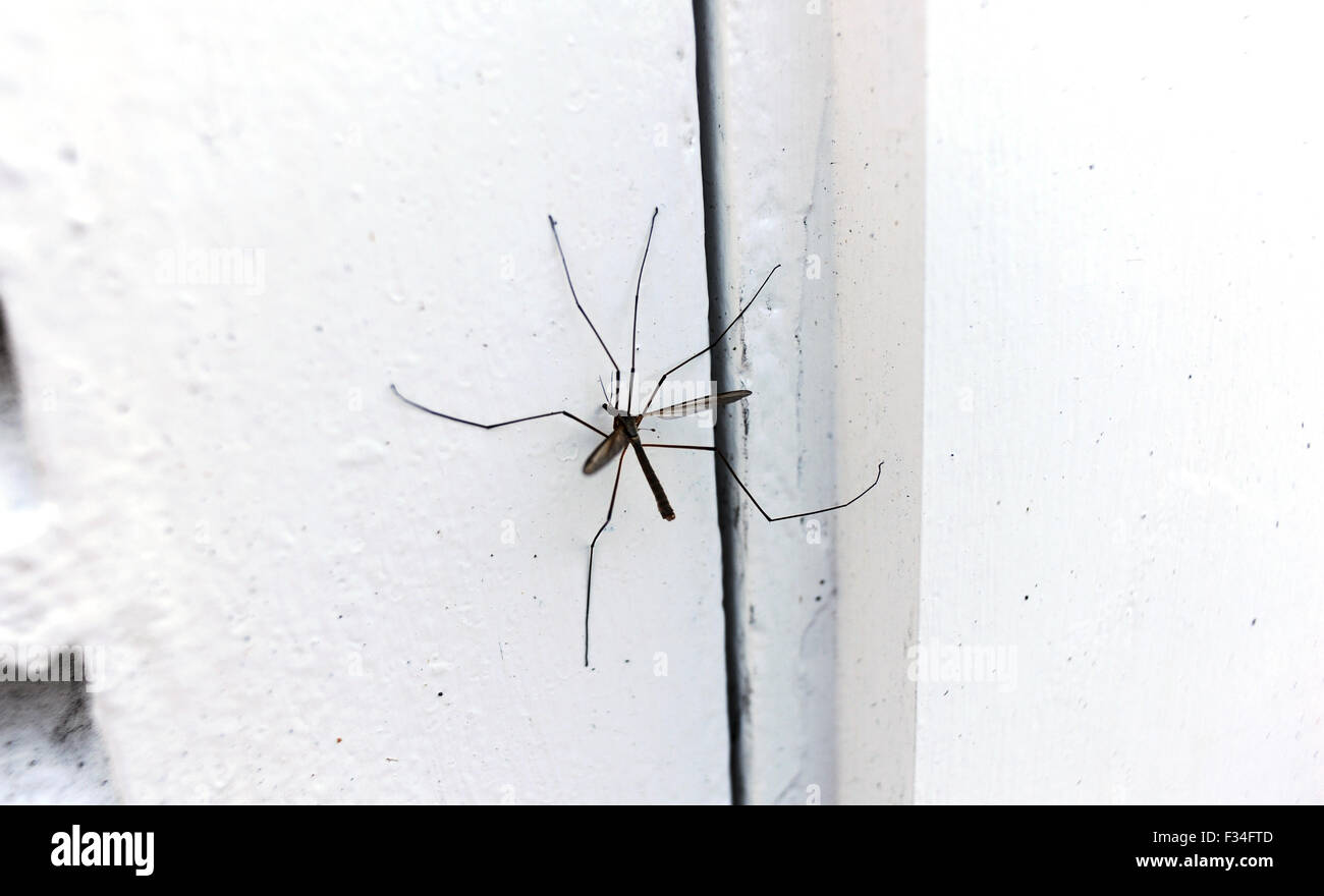 Crane Fly Tipula paludosa otherwise known as Daddy Longlegs or leather jacket insect  sitting on a white door Stock Photo