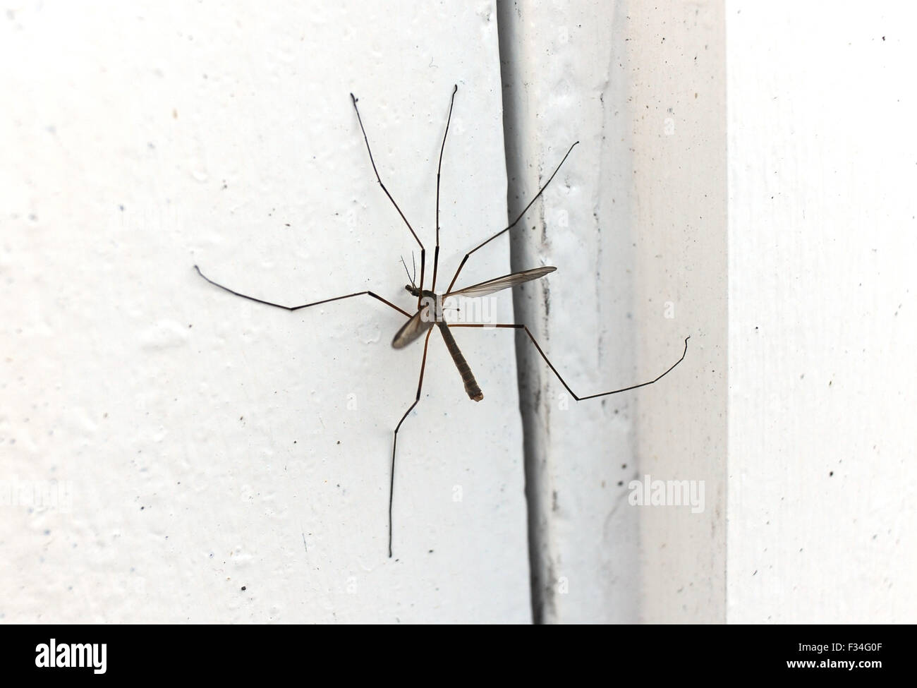 Crane Fly Tipula paludosa otherwise known as Daddy Longlegs or leather jacket insect  sitting on a white door Stock Photo