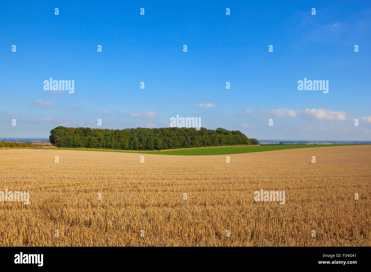 Golden stubble fields by a small woodland in the scenic landscape of the Yorkshire wolds in September. Stock Photo