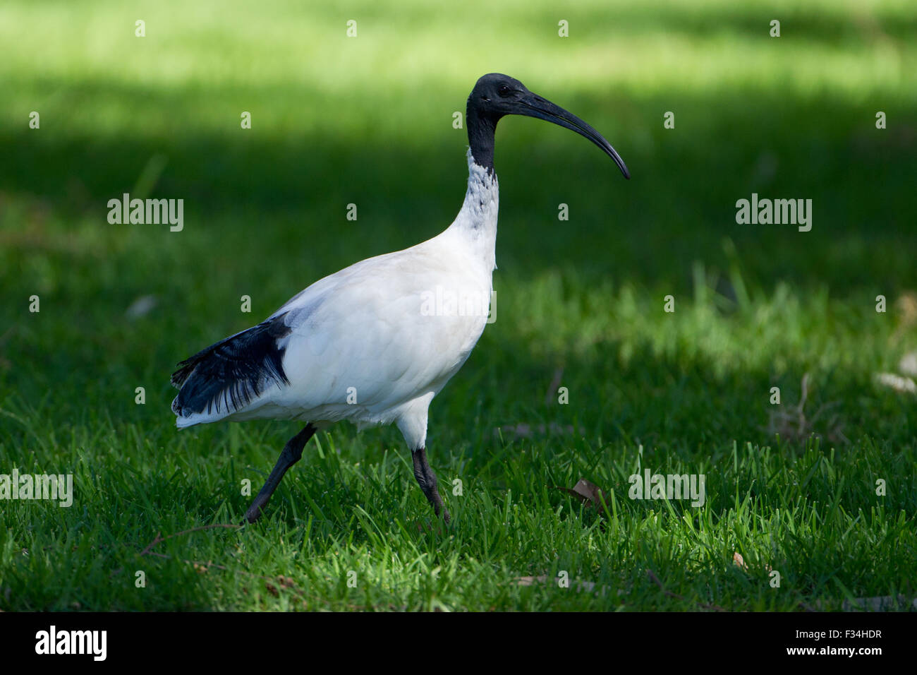 Australian white ibis (Threskiornis moluccus), Bibra Lake, Perth, Western Australia Stock Photo
