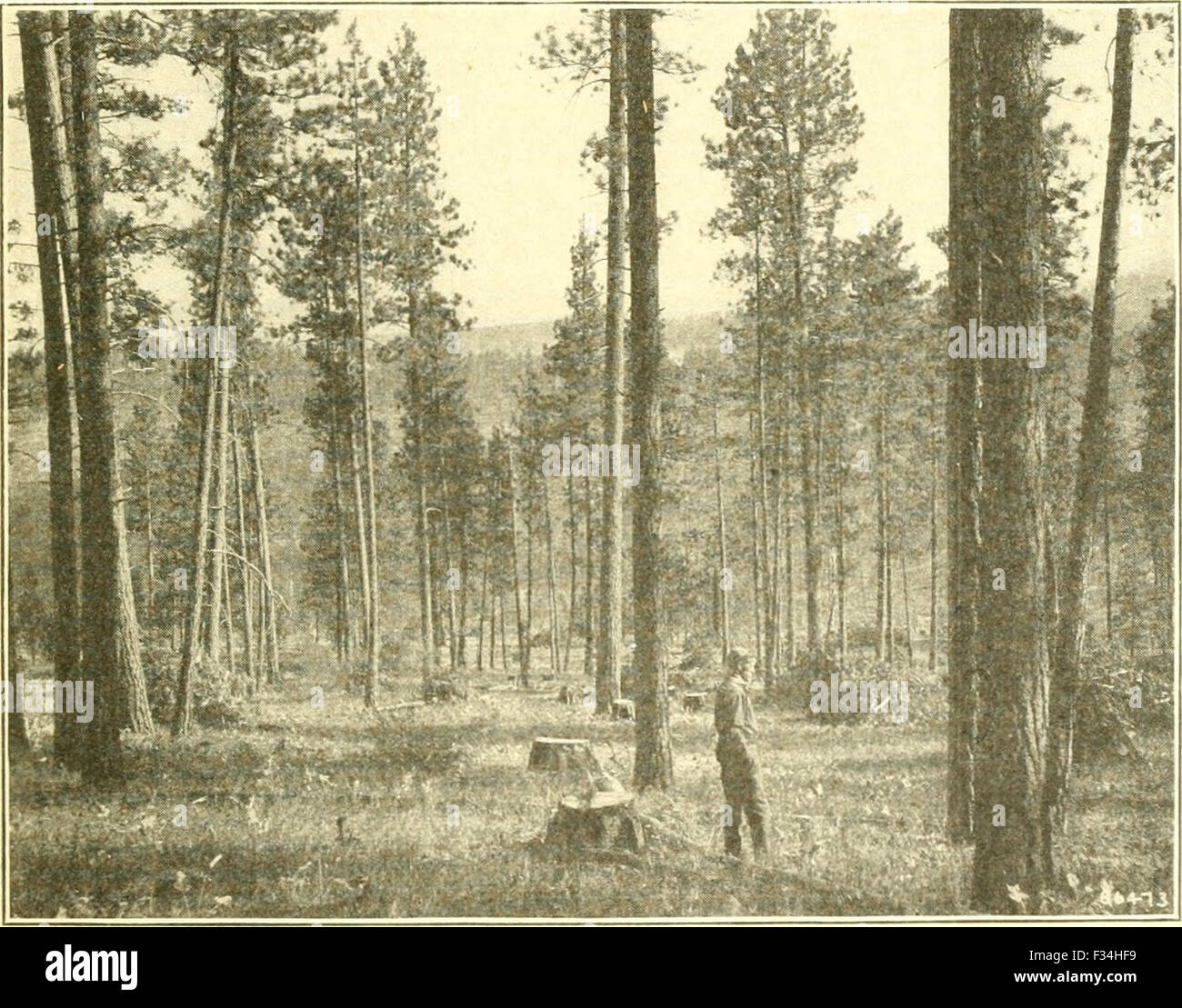 El Servicio forestal de los Estados Unidos Stock Photo
