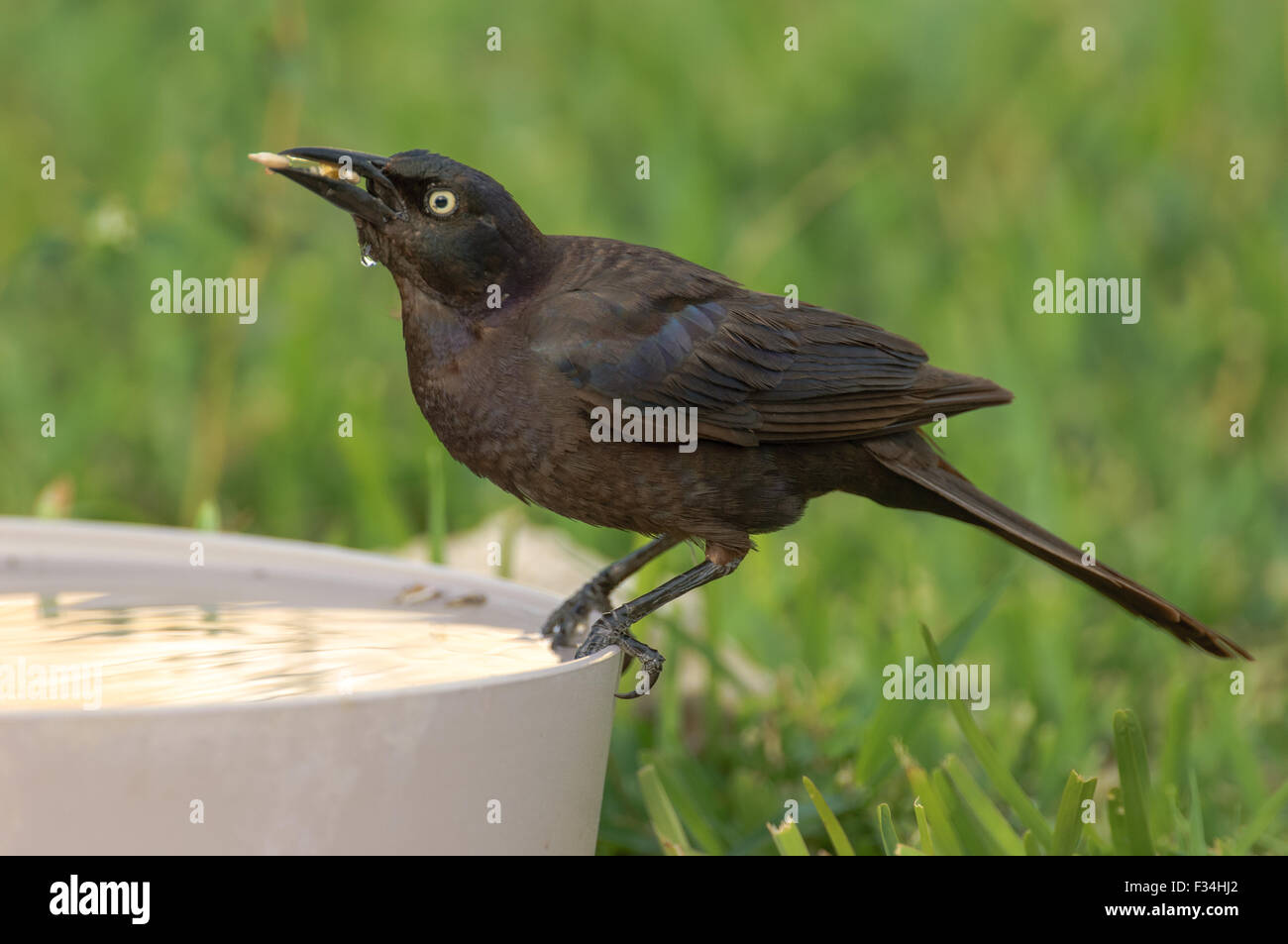 Common Grackle Quiscalus Quiscula On Bird Feeder In Garden