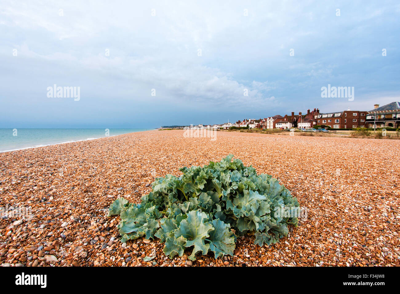 Beach Cabbage Stock Photos & Beach Cabbage Stock Images Alamy