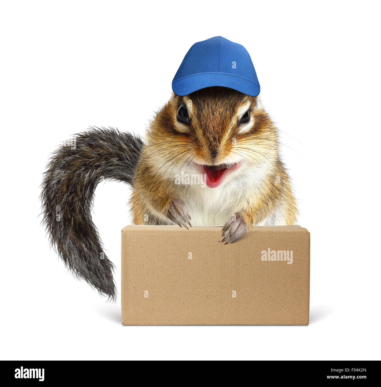 Funny squirrel courier with box and baseball cap, on white Stock Photo