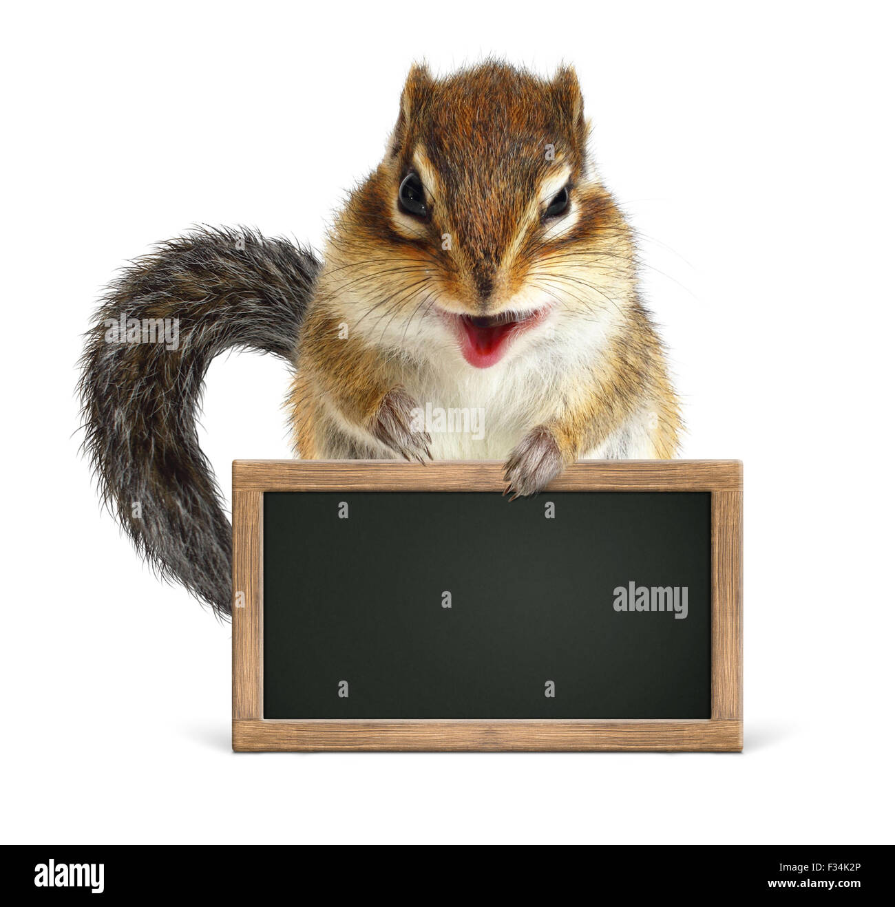Funny squirrel hold blank blackboard, on white Stock Photo