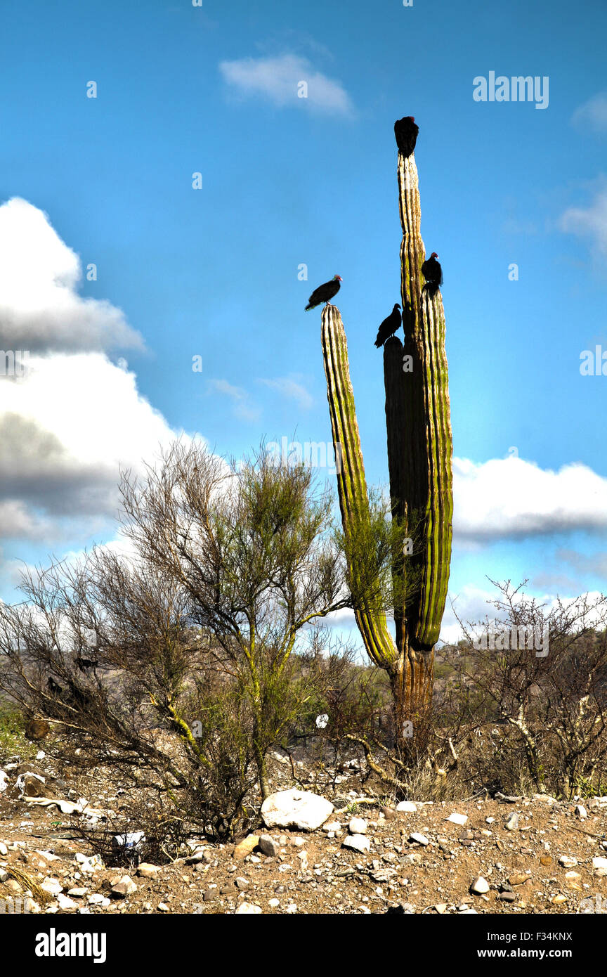 Vultures on the top of cactus in mexican desert, Baja California, Mexico Stock Photo
