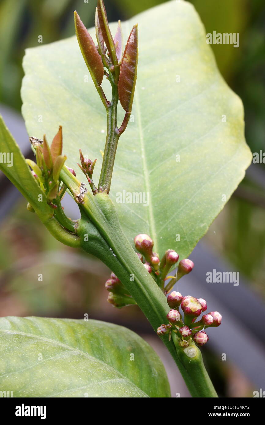 Citrus Trees Dropping Tiny, Green Fruit