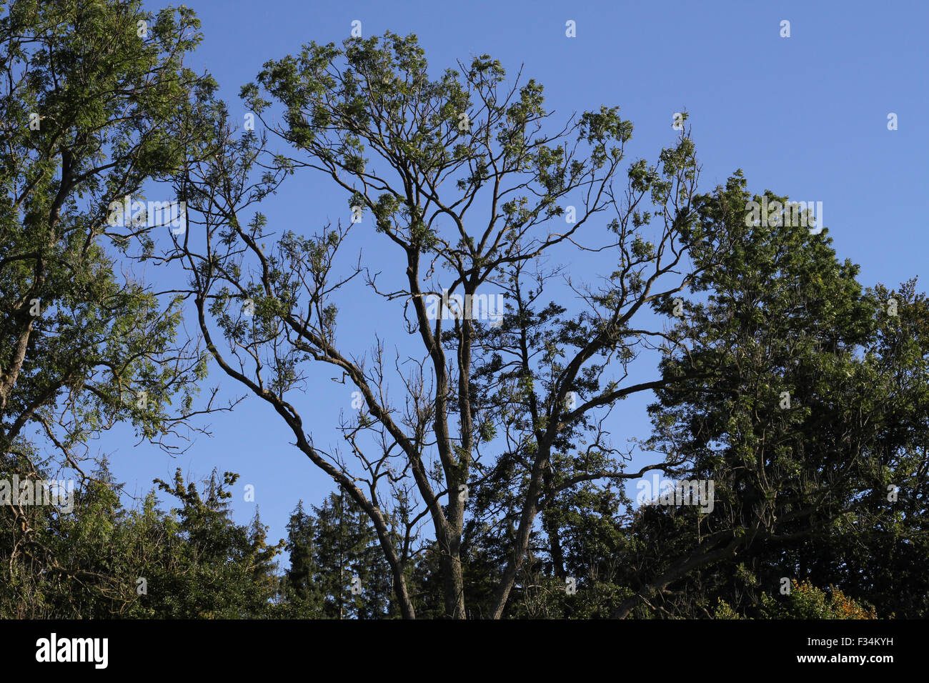 A dying tree in the National Park Skjoldungernes Land, Tadre, Lejre