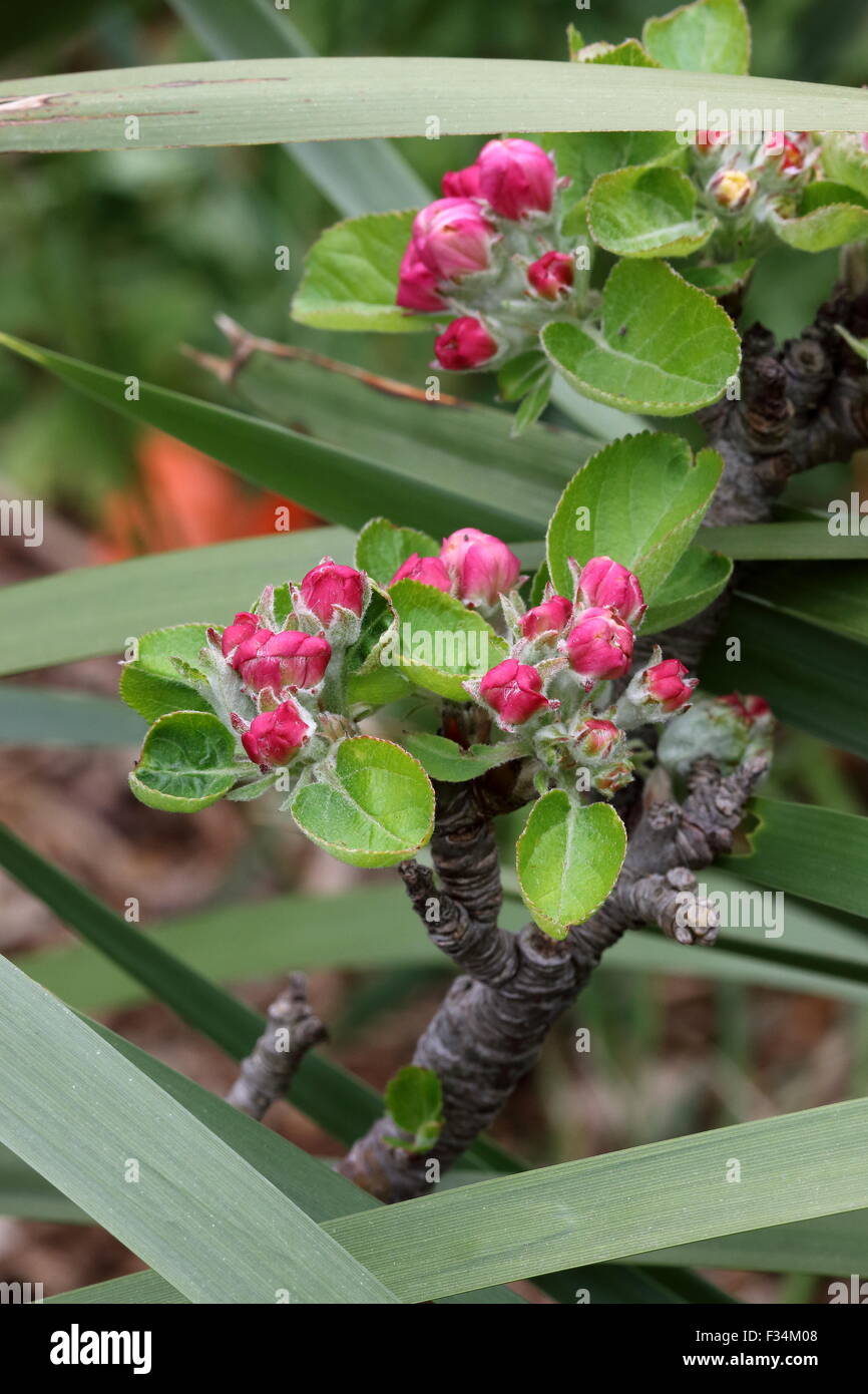 Apple Flower buds Stock Photo