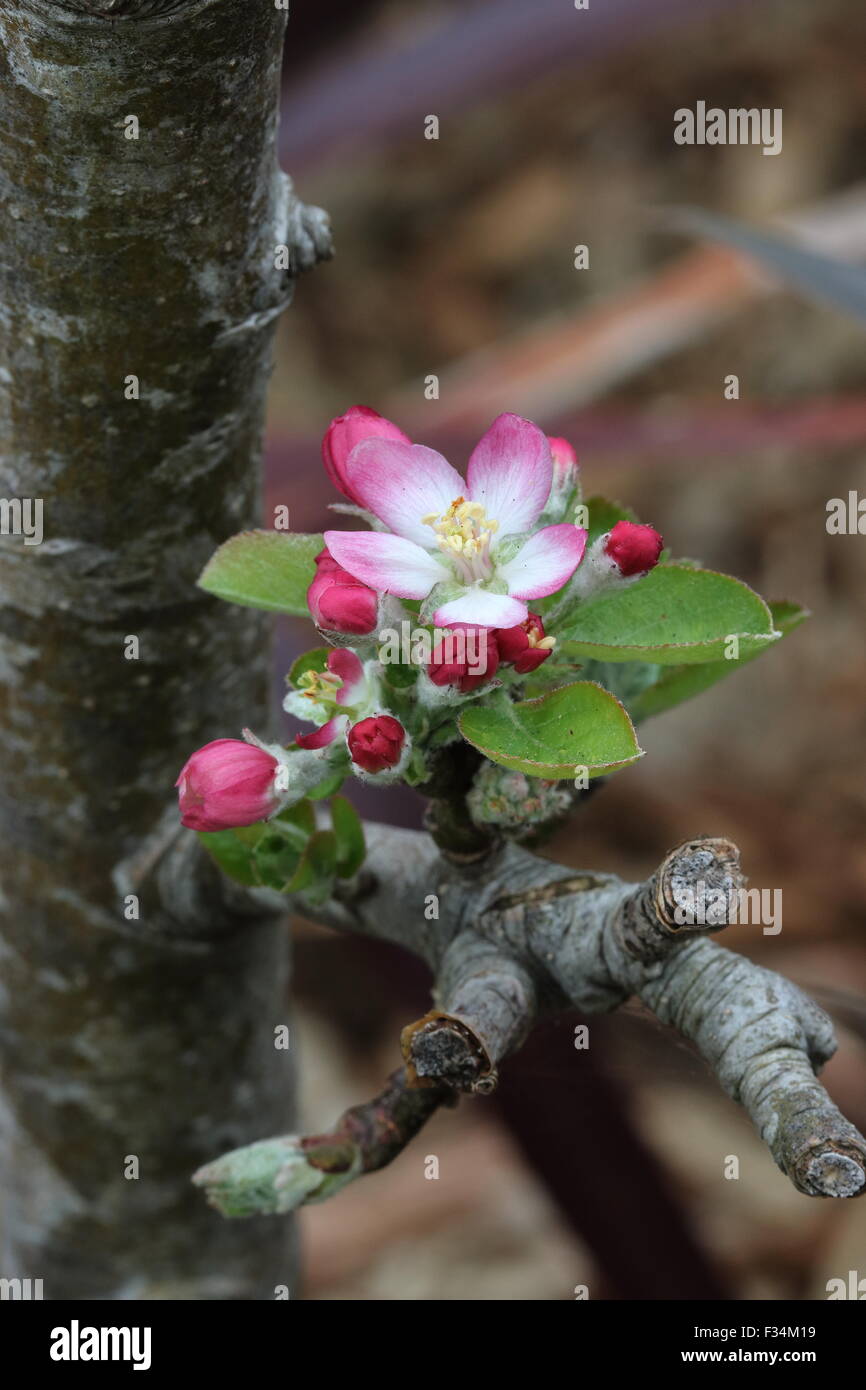 Apple Flower buds Stock Photo Alamy