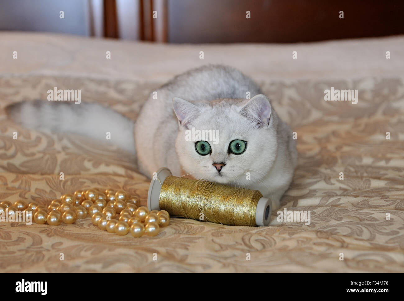 White Cat British Chinchilla Stock Photos White Cat British
