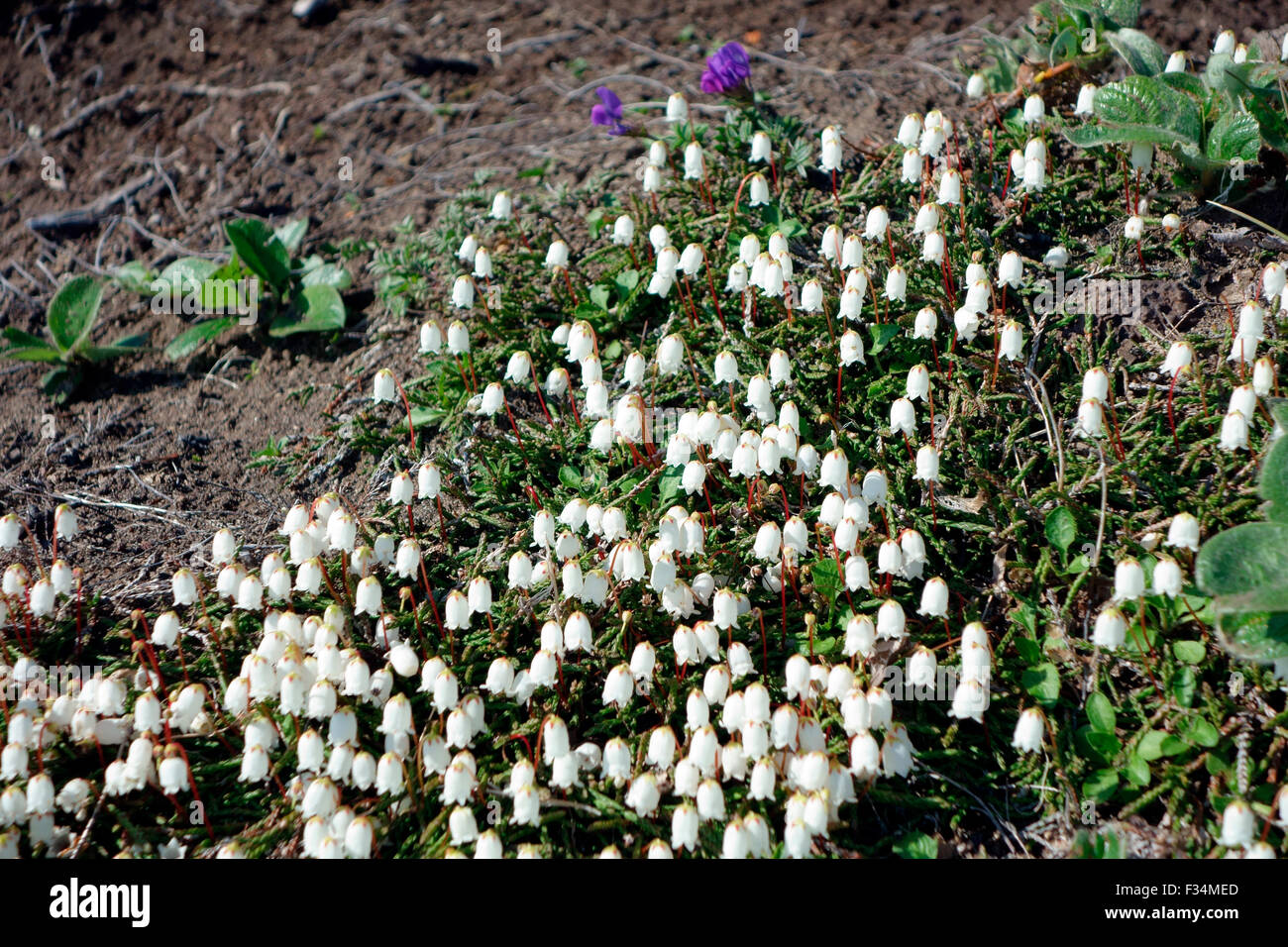 Cassiope lycopodioides, Kamchatka Peninsula, Russia Stock Photo