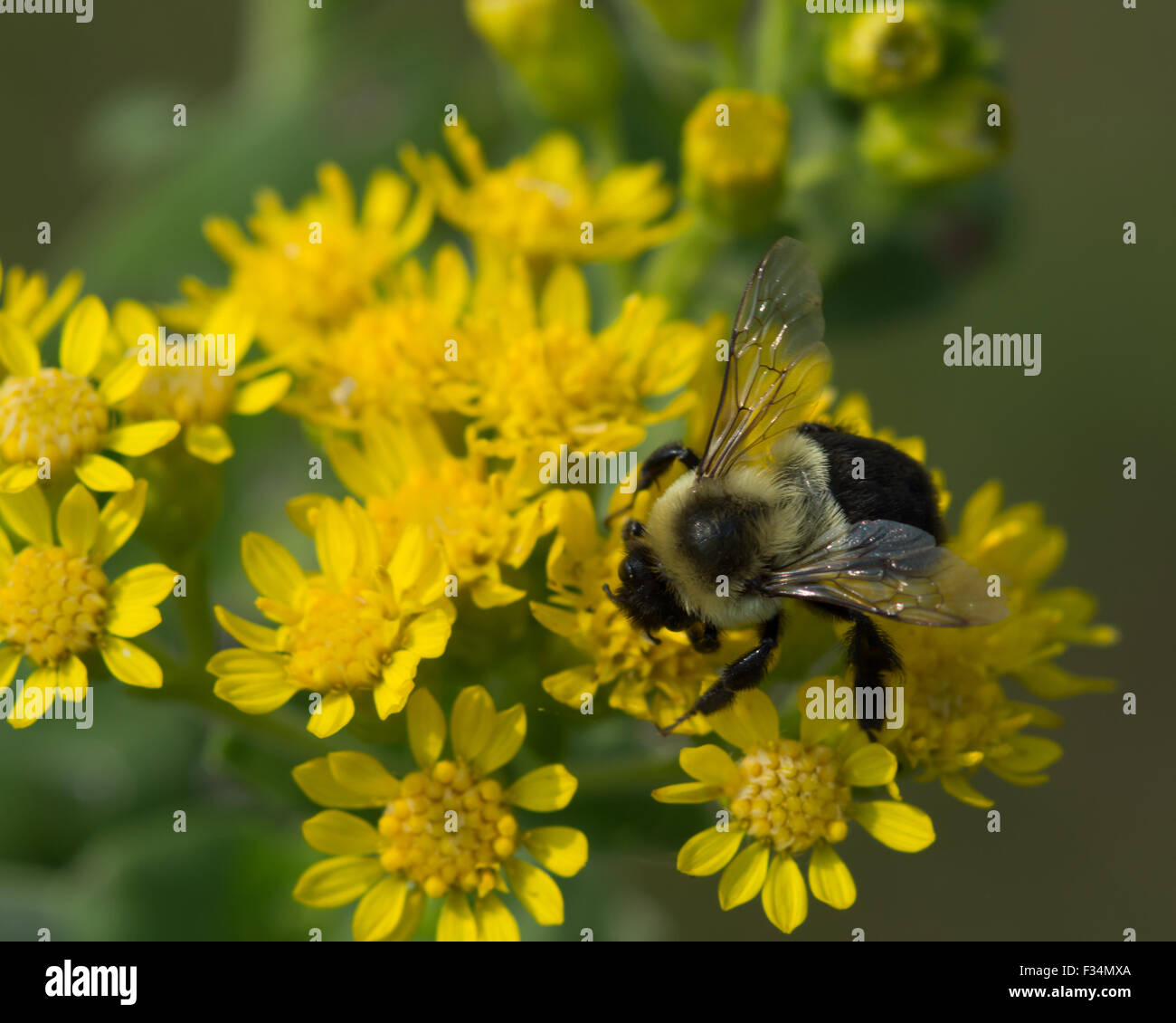A wild bumblebee (Bumbus) feeds on nectar and pollenates a Stiff Goldenrod (Solidago rigida) flower. Stock Photo