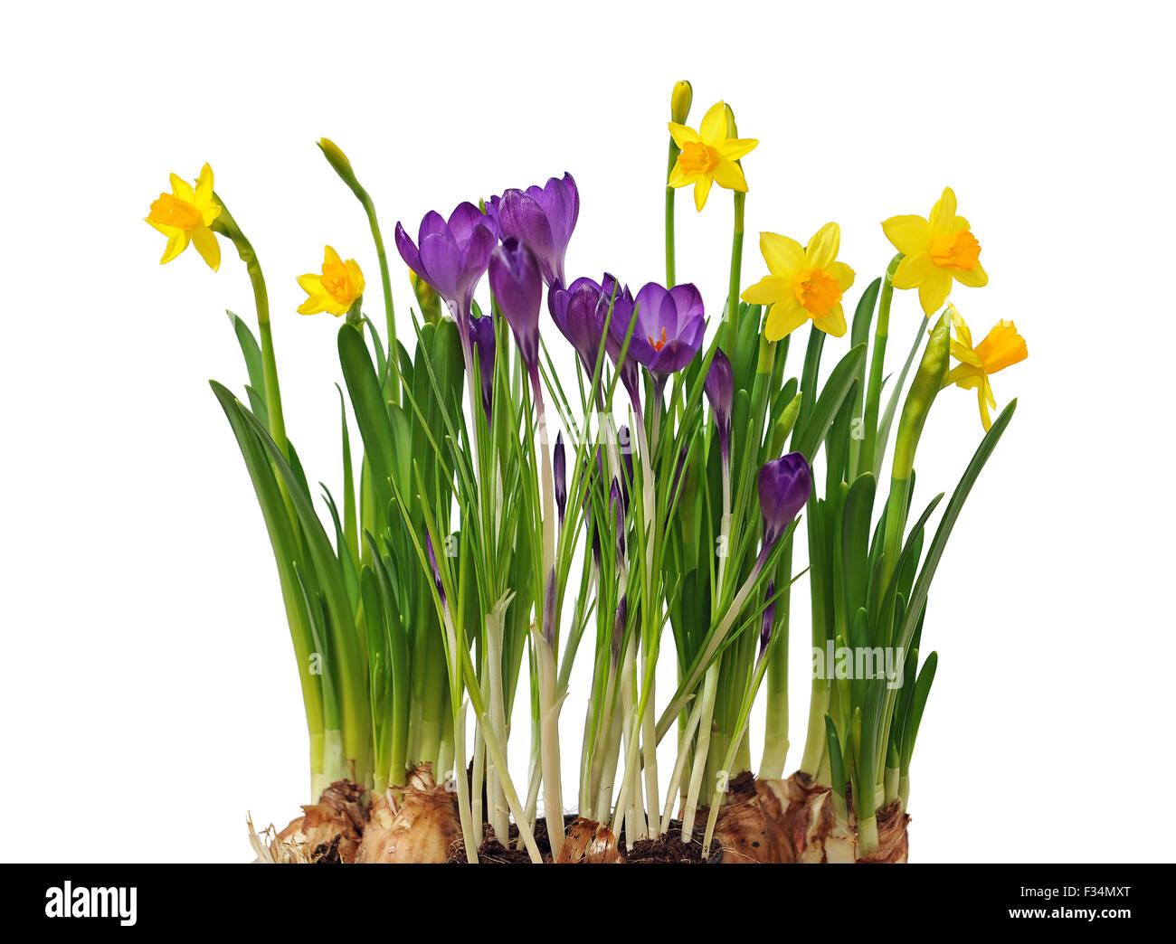 Daffodils Crocuses High Resolution Stock Photography and Images - Alamy