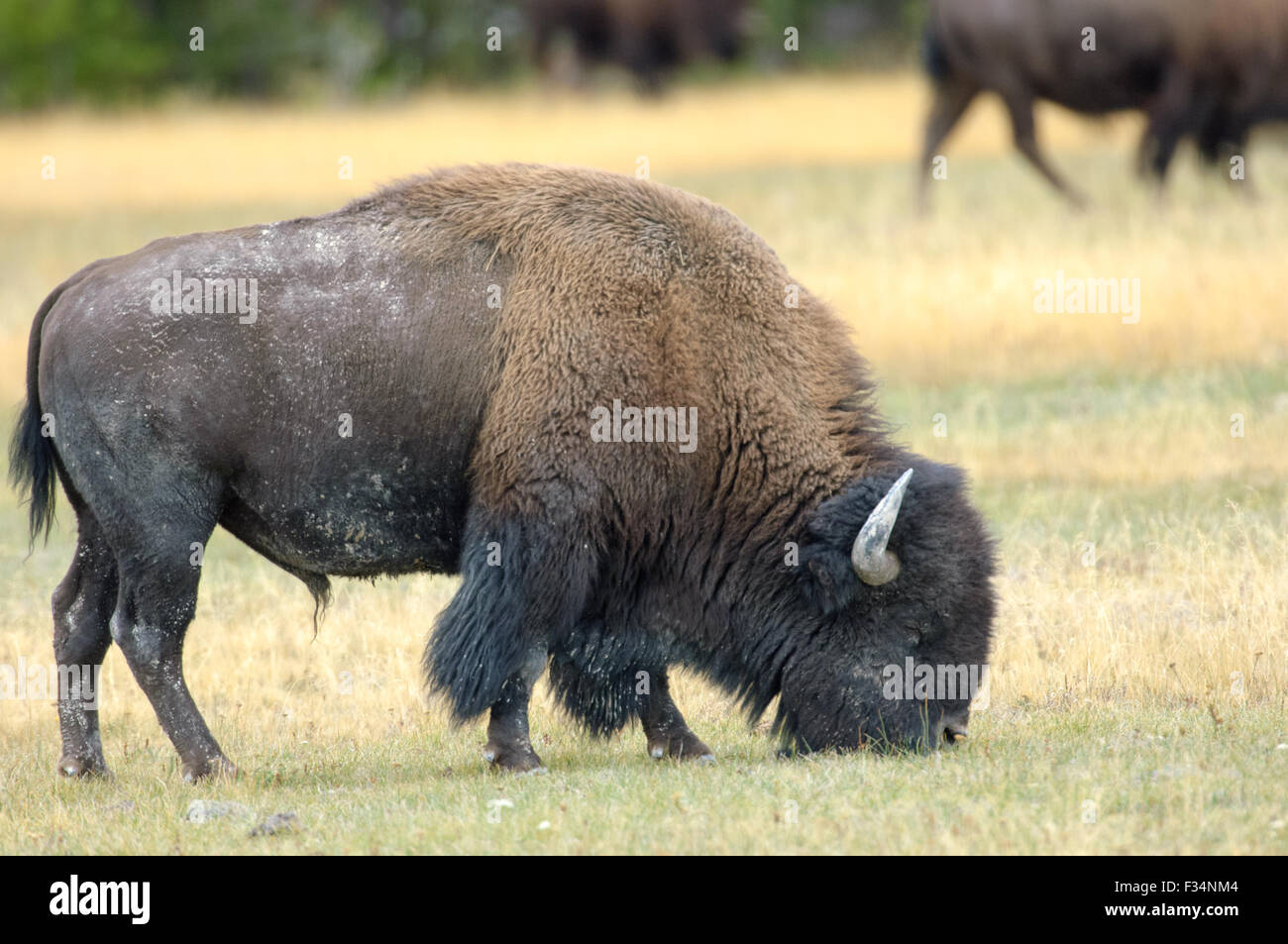 American Bison (Bison bison), Yellowstone National Park, Wyoming, USA Stock Photo
