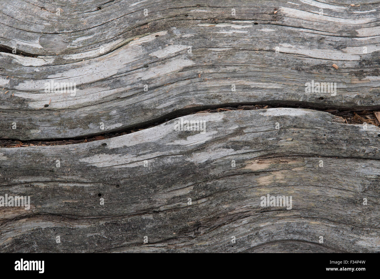 Detail of a Lodgepole Pine (Pinus contorta) tree log, showing wavy lines in the wood.  Makes a good background image. Stock Photo