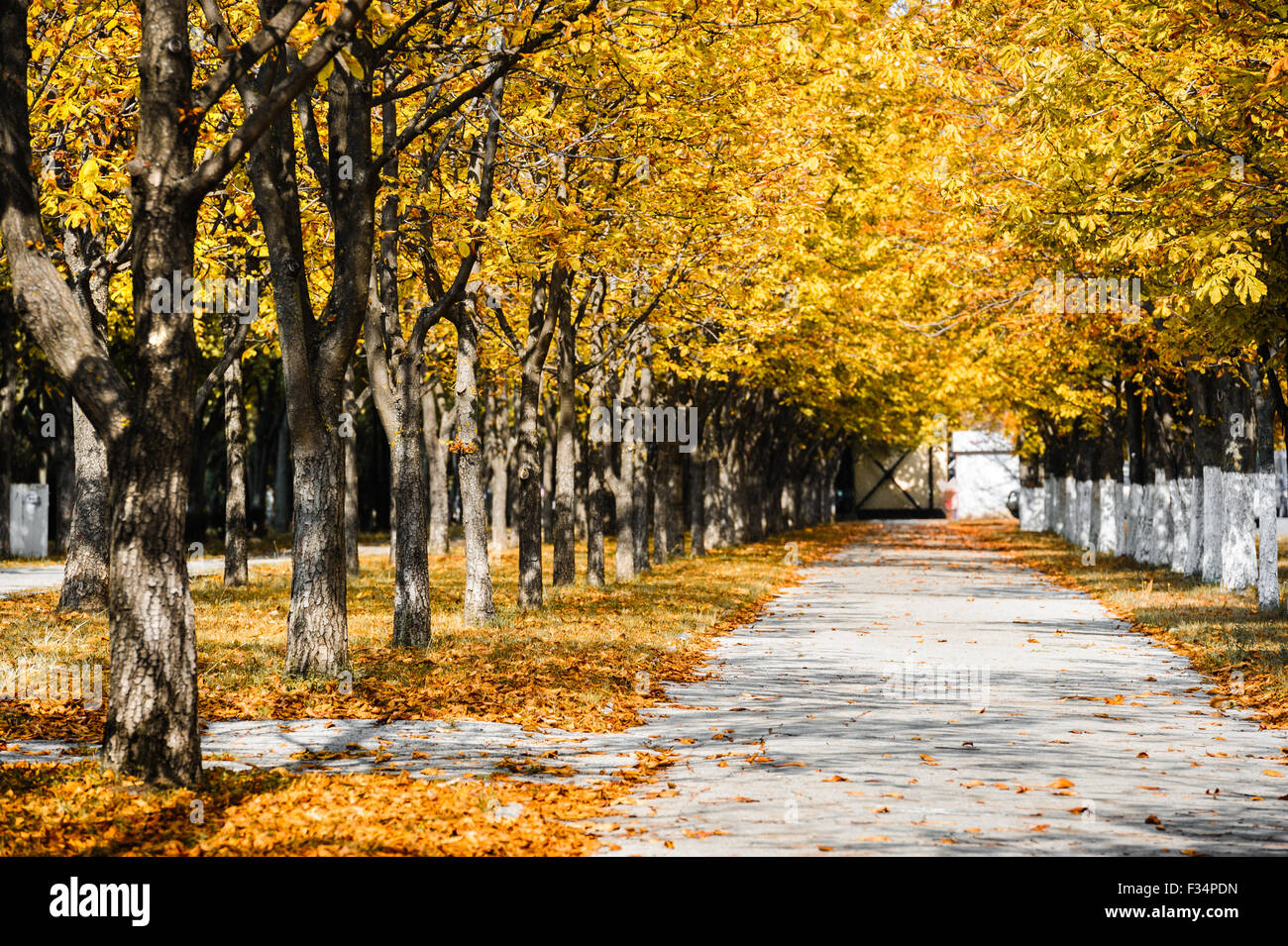Yellow leaves alley pathway hi-res stock photography and images - Alamy