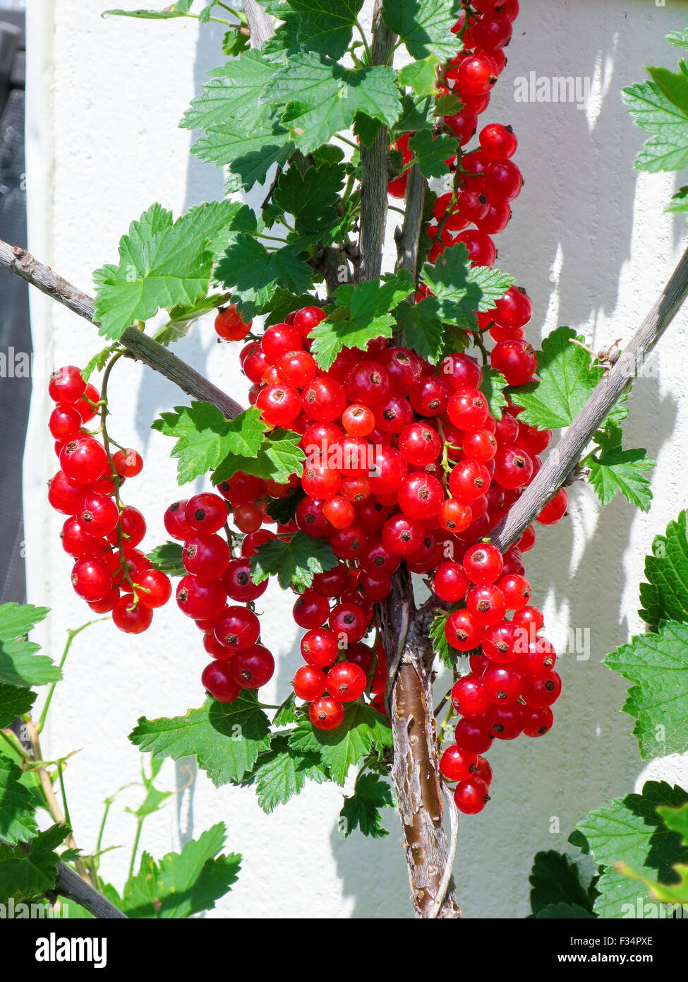 Strings of ripe red currant berries a.k.a. redcurrants. Currants are high in vitamin C, up to 40% of daily requirements. Stock Photo