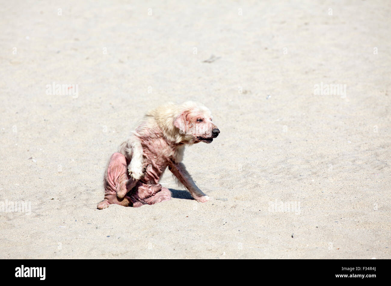A dog scratching himself because he has a severe case of mange disease and sunburn. Stock Photo