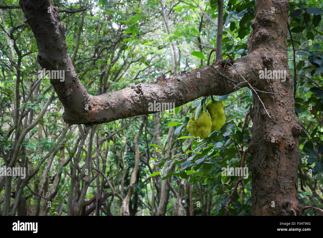 Jackfruit tree, Cubbon Park, Bengaluru, Karnataka, India Stock Photo