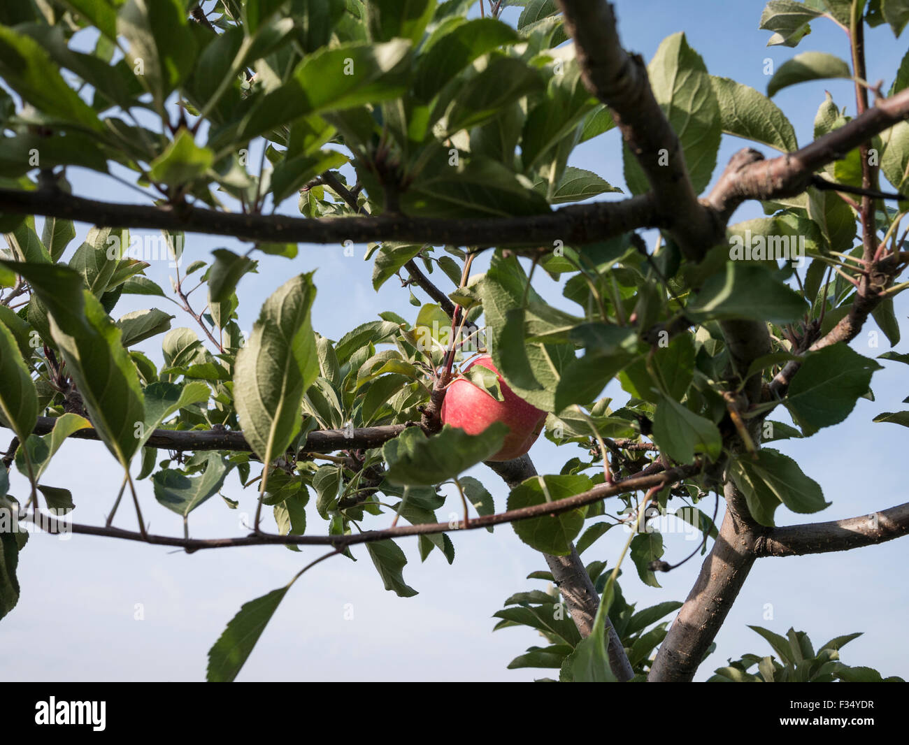 Apple orchard. Gala variety of apples ready for picking in autumn