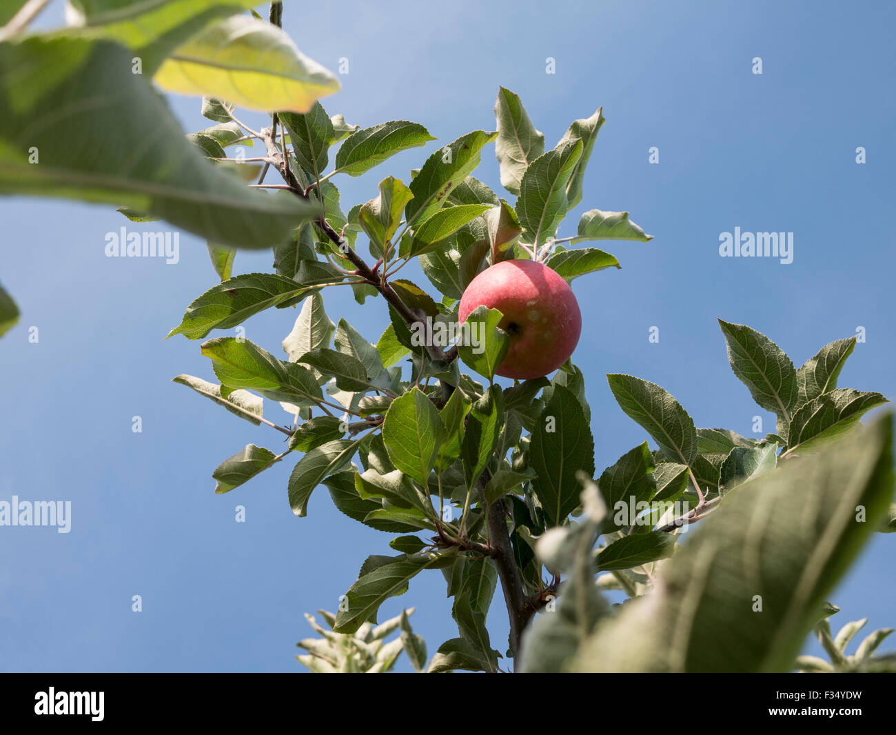 Apple orchard. Gala variety of apples ready for picking in autumn ...