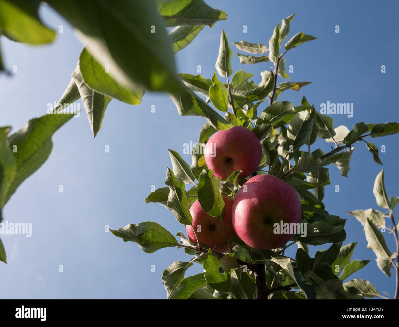 Apple orchard. Gala variety of apples ready for picking in autumn ...