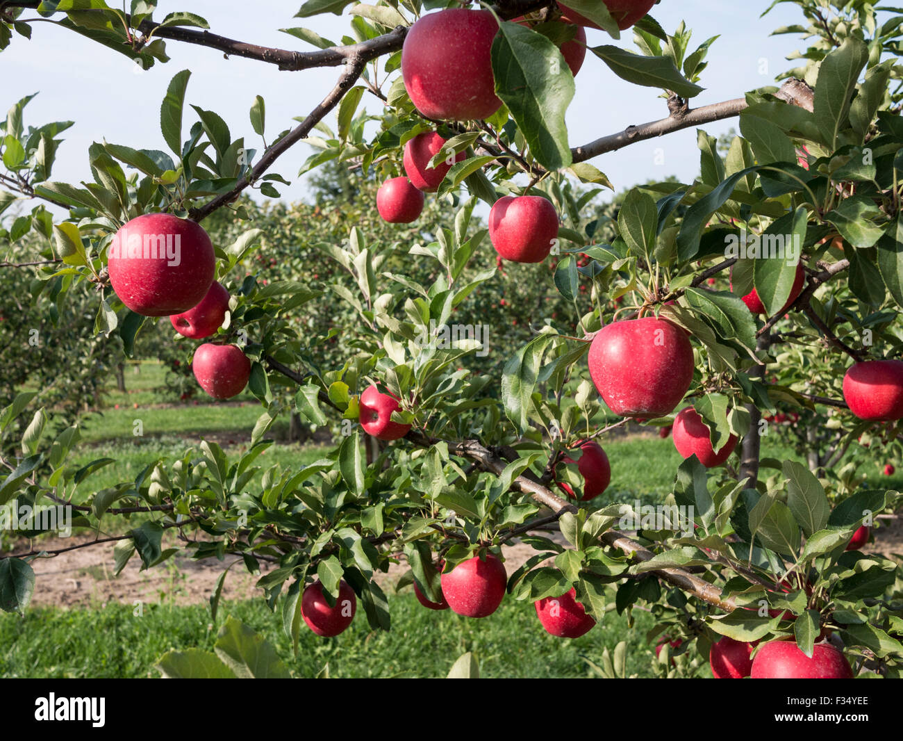 Empire apple variety. Apple orchard in Ontario, Canada Stock Photo Alamy