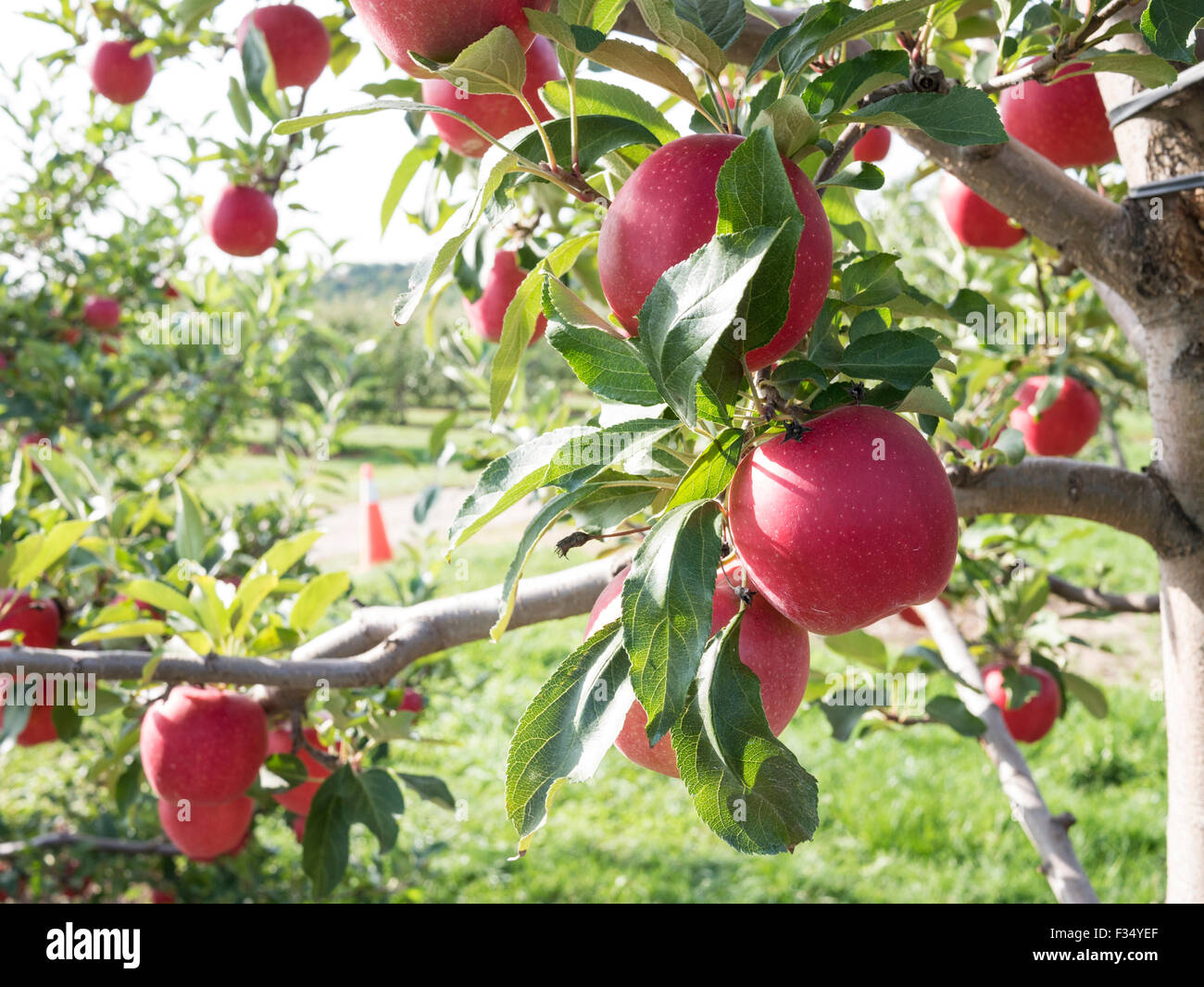 Empire Apple Variety Apple Orchard In Ontario Canada Stock Photo Alamy