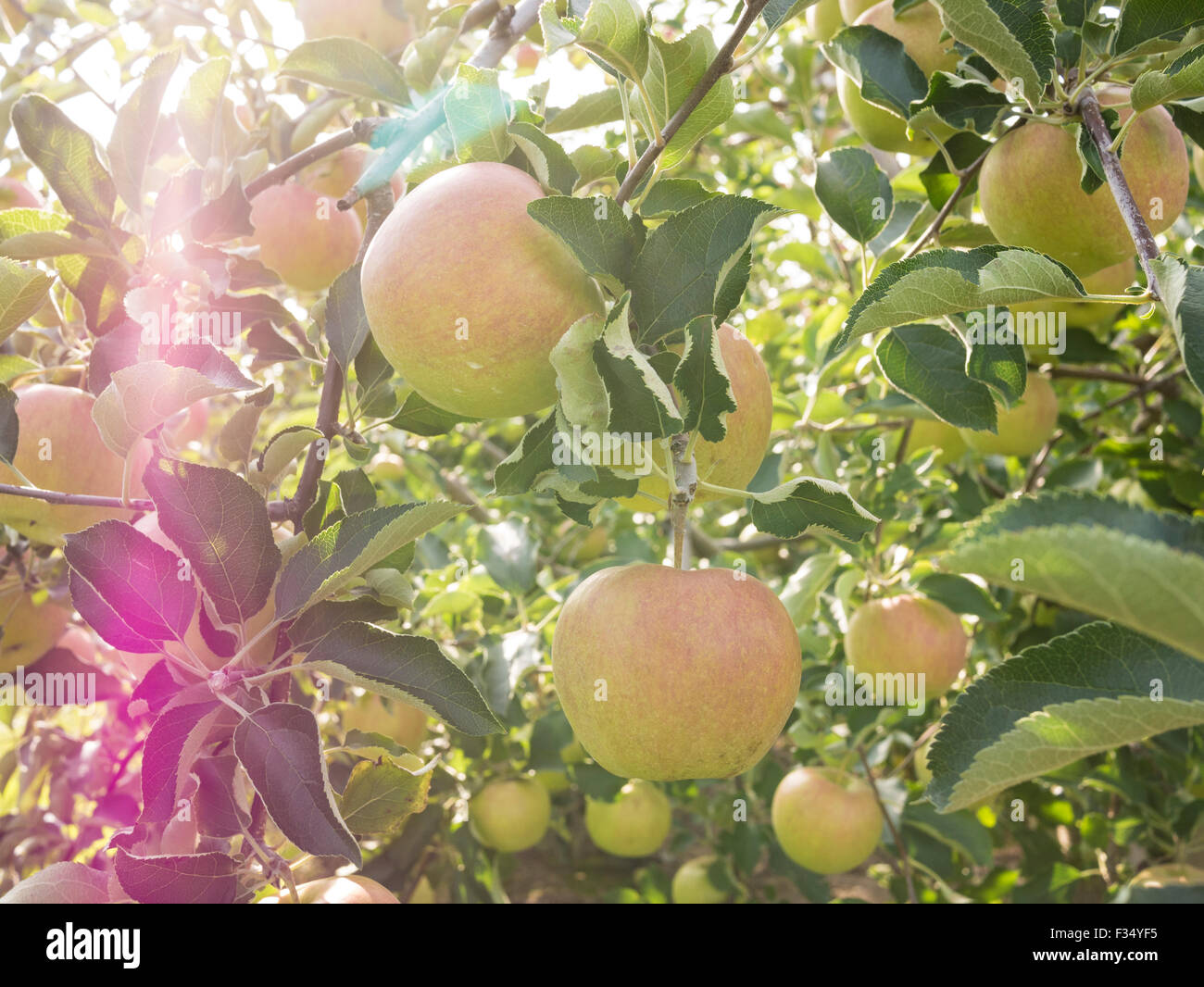 Jonagold apple variety in a apple orchard. Apple orchard, Ontario