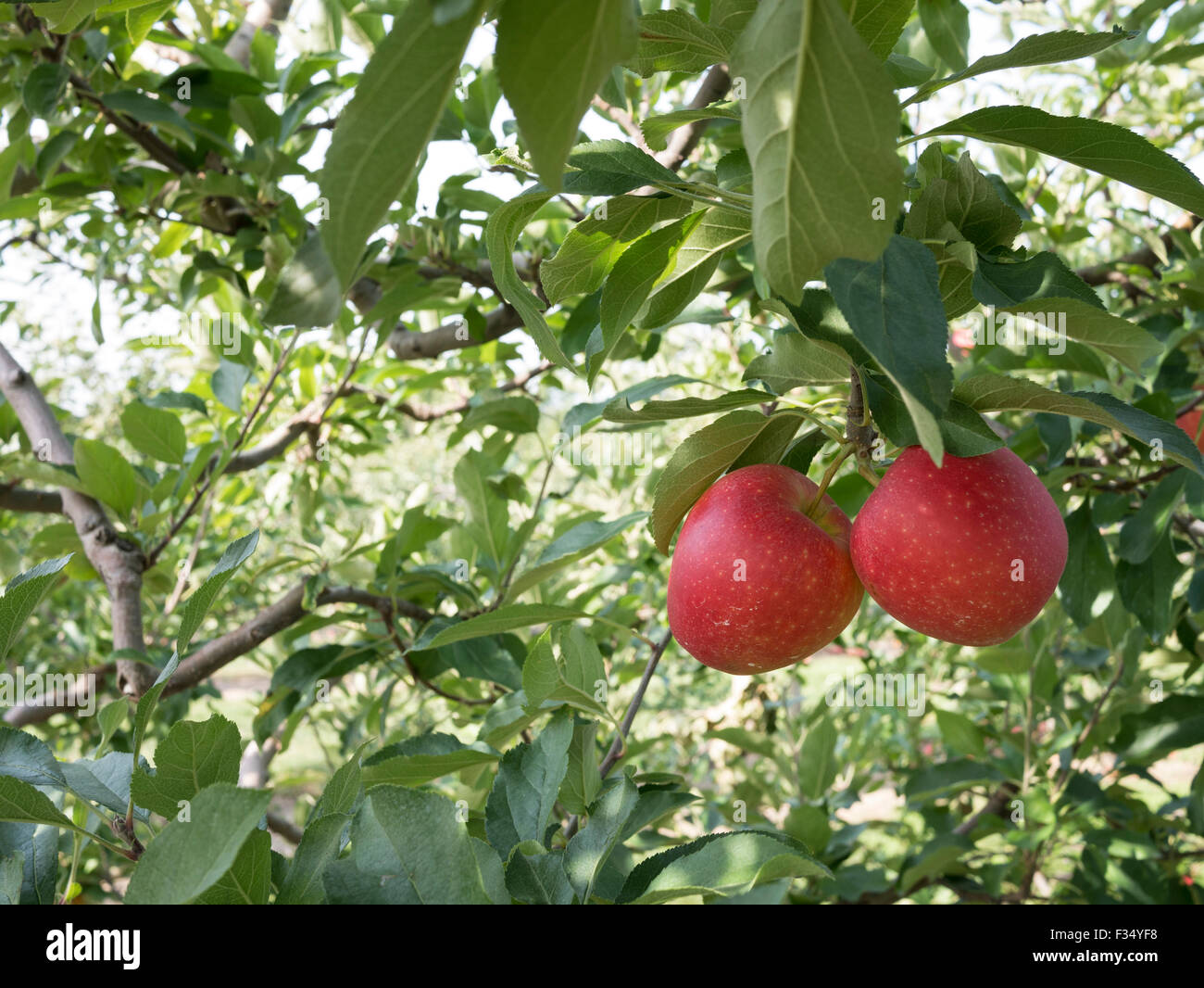 Mutsu variety hi-res stock photography and images - Alamy