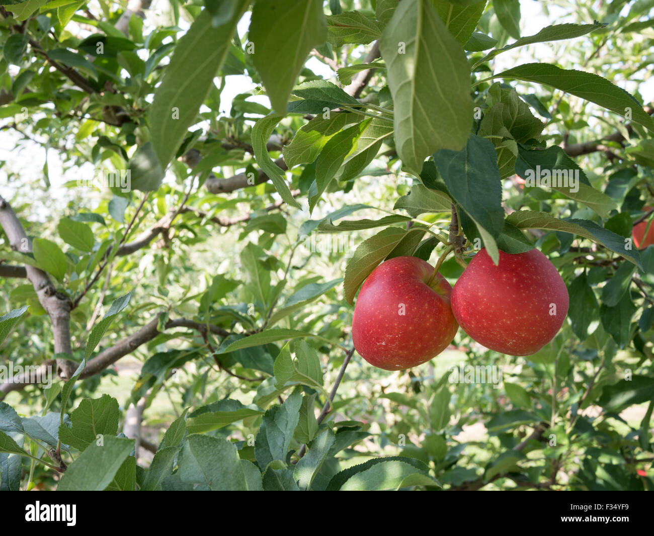 Mutsu variety hi-res stock photography and images - Alamy
