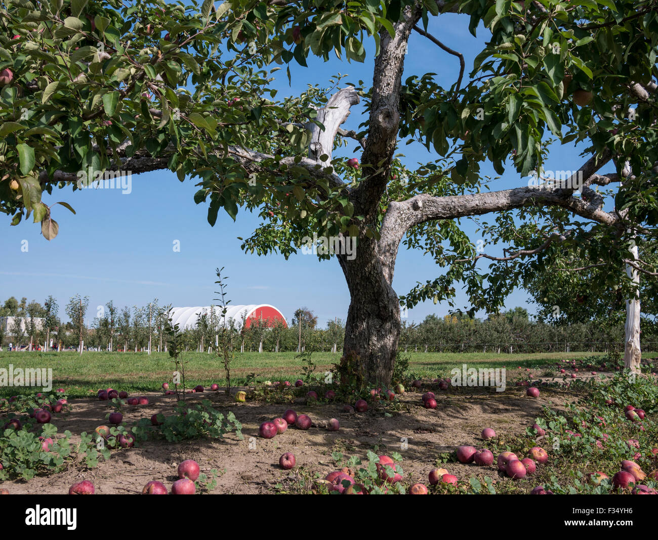 Apple orchard, Ontario Canada. Apple saplings and barn Stock Photo Alamy