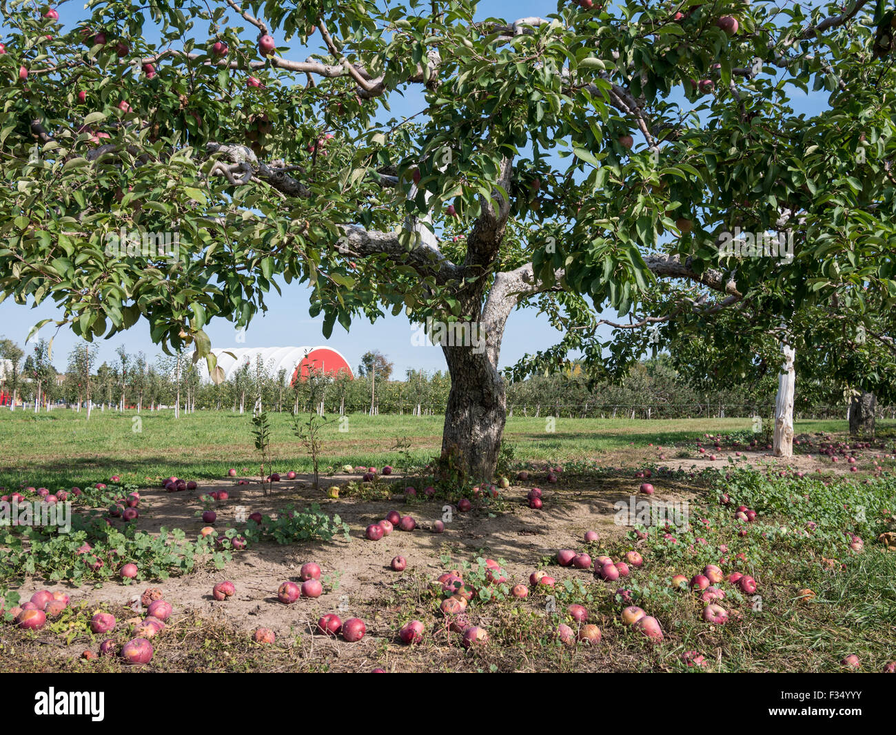 Apple orchard, Ontario Canada. Apple saplings and barn Stock Photo Alamy