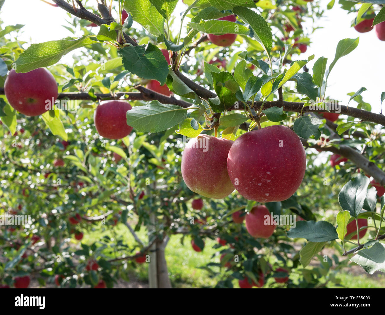 Mutsu variety hi-res stock photography and images - Alamy