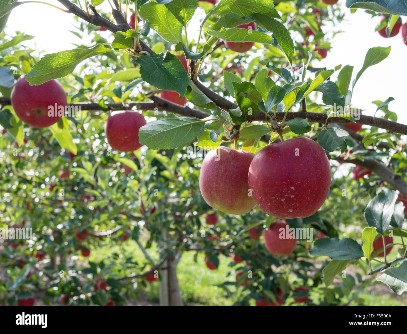 Apple orchard. Gala variety of apples ready for picking in autumn
