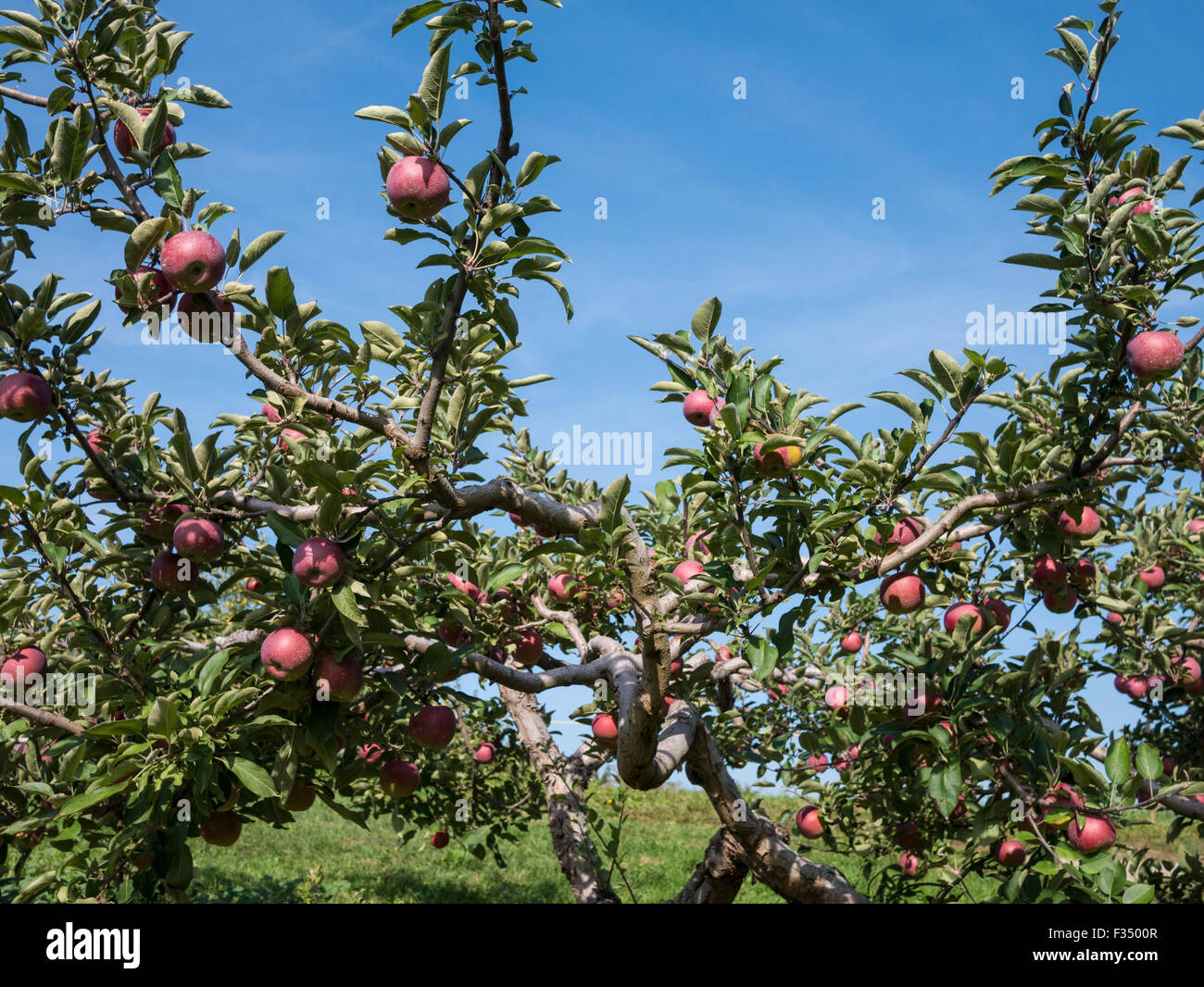 Empire apple variety. Apple orchard in Ontario, Canada Stock Photo Alamy