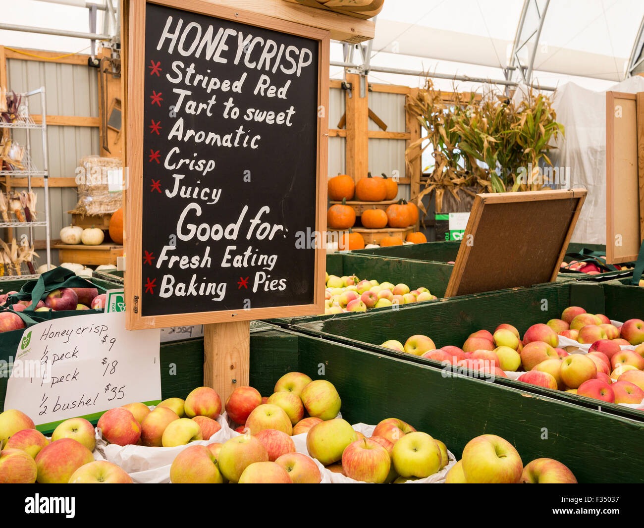 Gala, Baby Ambrosia, Spartan, Honey Crisp apple varieties on display in