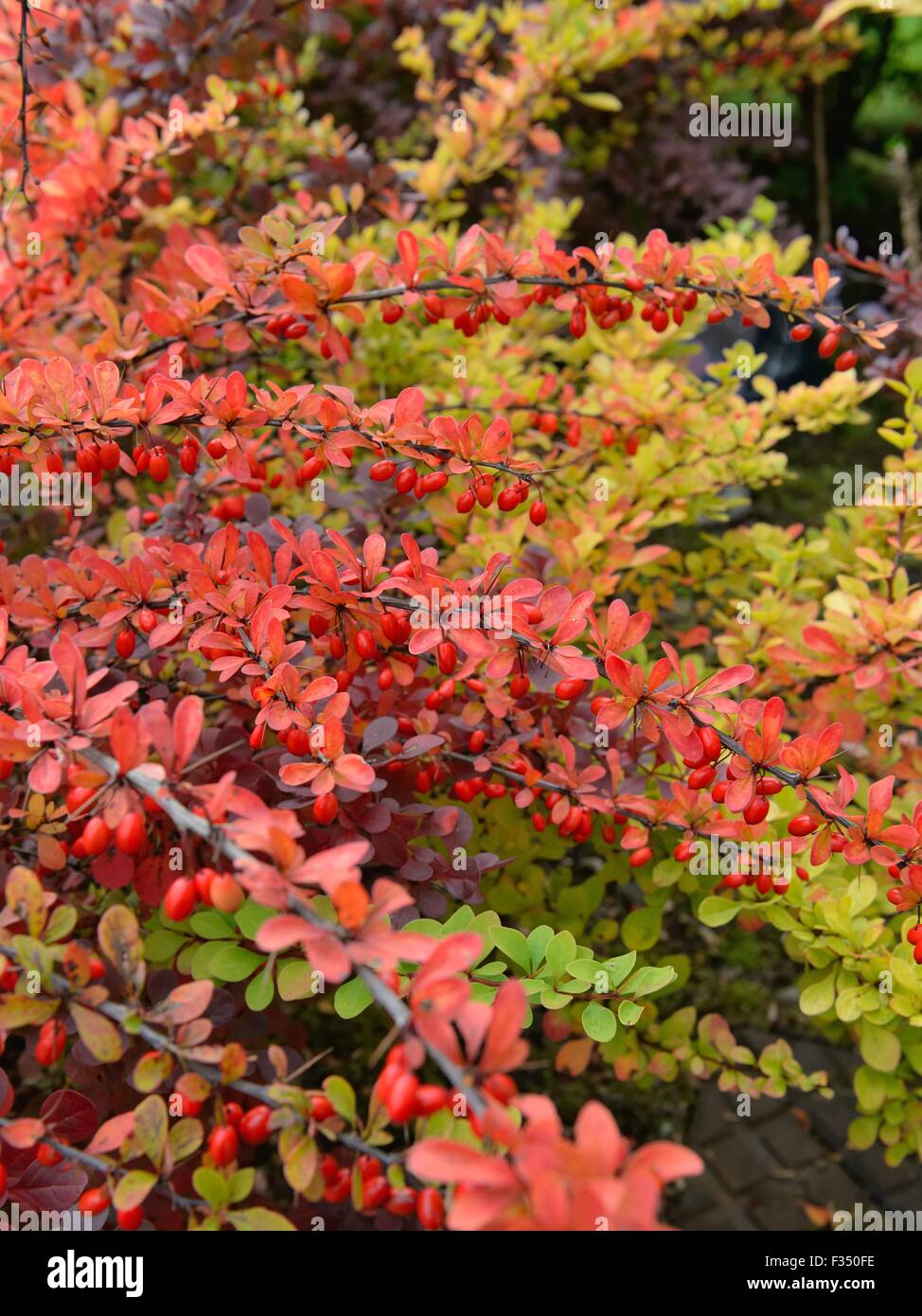 Berberis Japanese barberry in Autumn colour in Scotland, UK Stock Photo