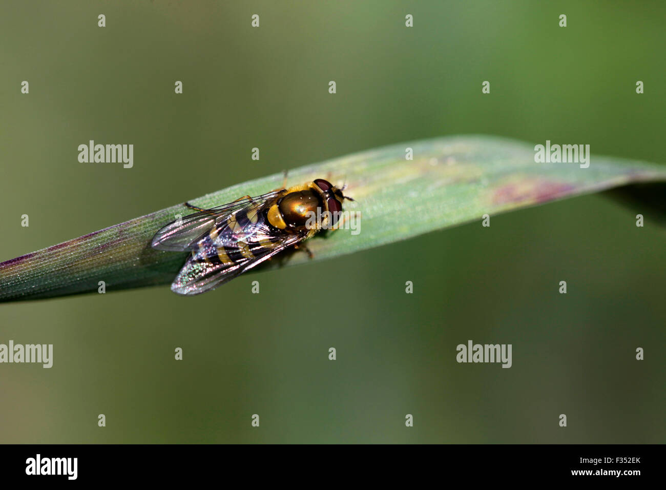Hoverfly, flower fly, sweet bee, syrphid fly Stock Photo