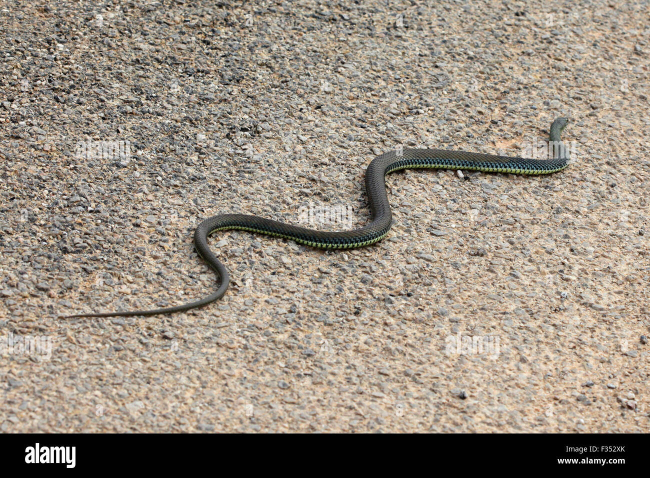 Malpolon monspessulanus snake. Stock Photo