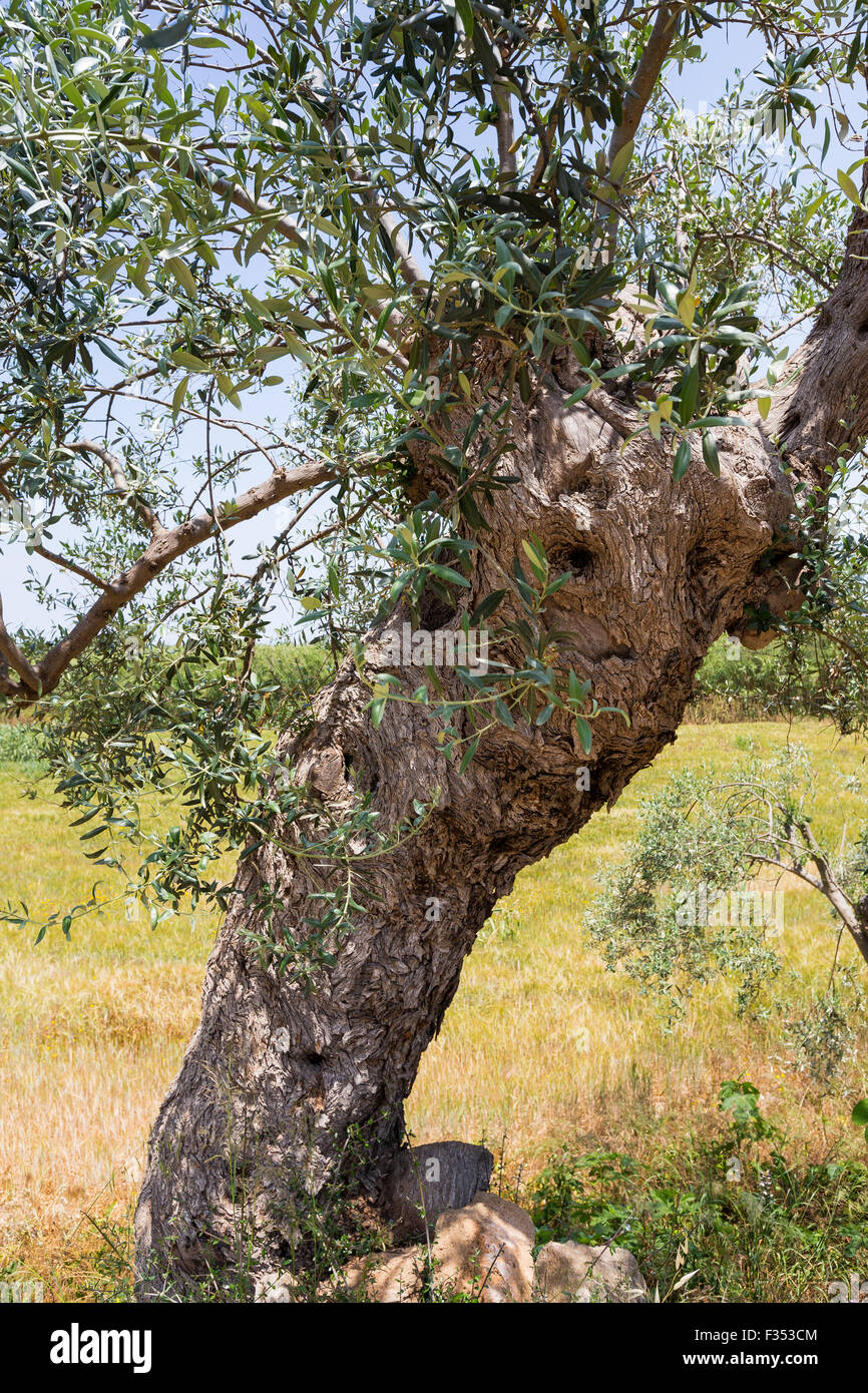 Olivo, ulivo, Olea europaea. Sicily Stock Photo