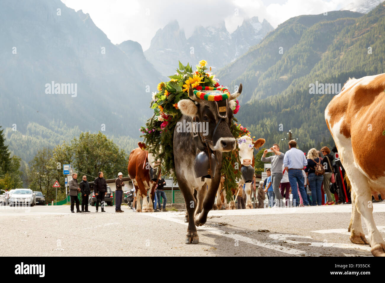 Se Desmonteghea a great party in Falcade for the livestock returning from the highland pastures in the Dolomites Stock Photo