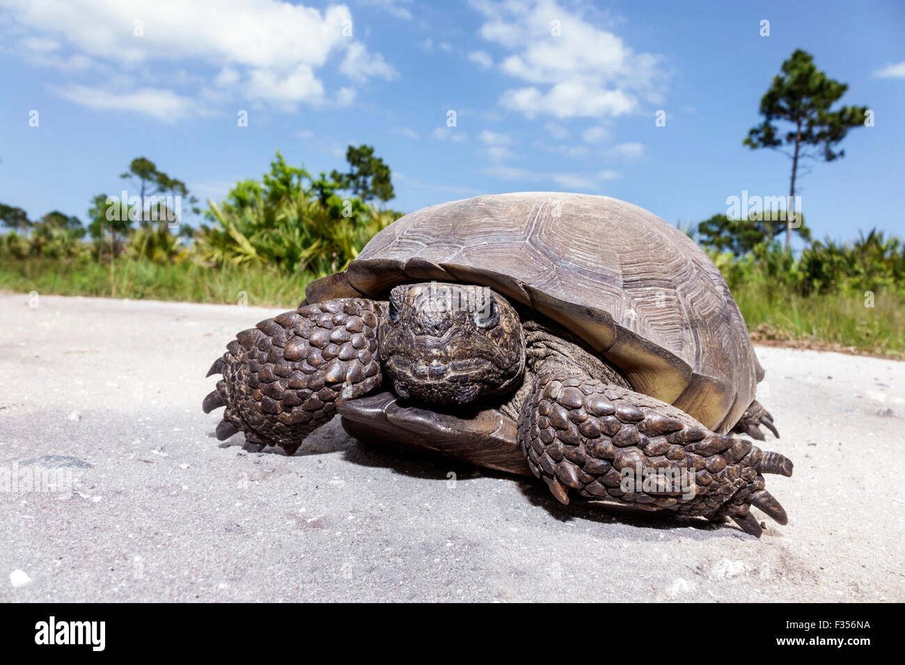 Florida Port Saint St. Lucie,Savannas Preserve State Park,gopher tortoise,Gopherus polyphemus,FL150416034 Stock Photo